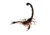 A medida que aumenta el calor, también lo hacen las picaduras de escorpión scorpio-centruroides-limbatus