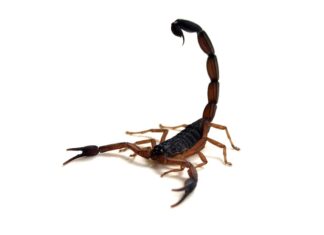 A medida que aumenta el calor, también lo hacen las picaduras de escorpión en Puerto Vallarta scorpio-centruroides-limbatus