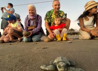 Empieza la temporada de liberación de tortugas marinas en Puerto Vallarta Tourtle 3