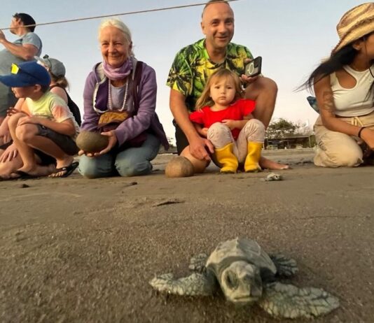 Empieza la temporada de liberación de tortugas marinas en Puerto Vallarta Tourtle 3