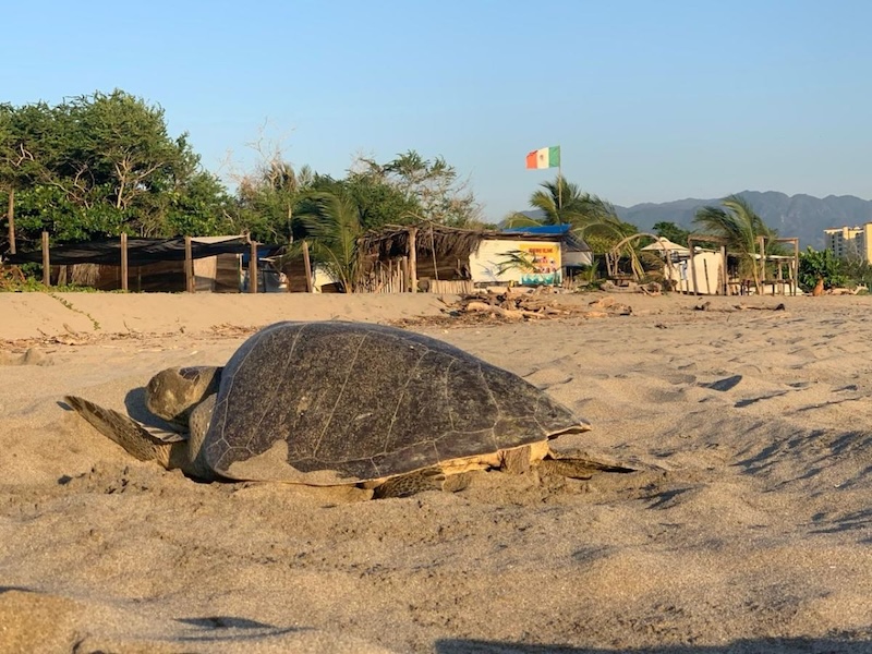 Tourtle 4